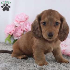 Olina, Dachshund Puppy